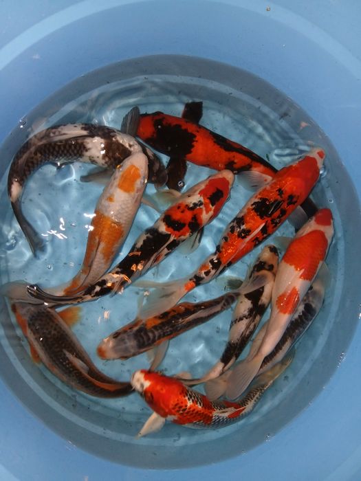 Carpas koi selecção premium