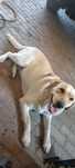 Oddam za darmo psa rasy Labrador