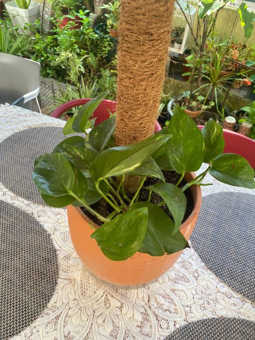 Planta jibóia nova