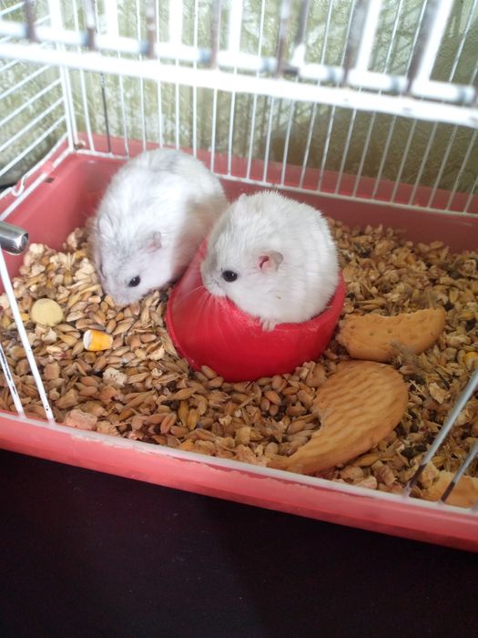 Джунгарский хомяк