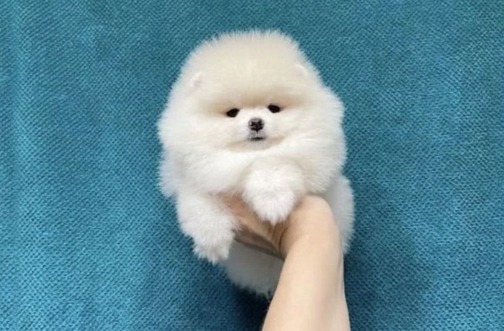 Щенки шпицы шпицы