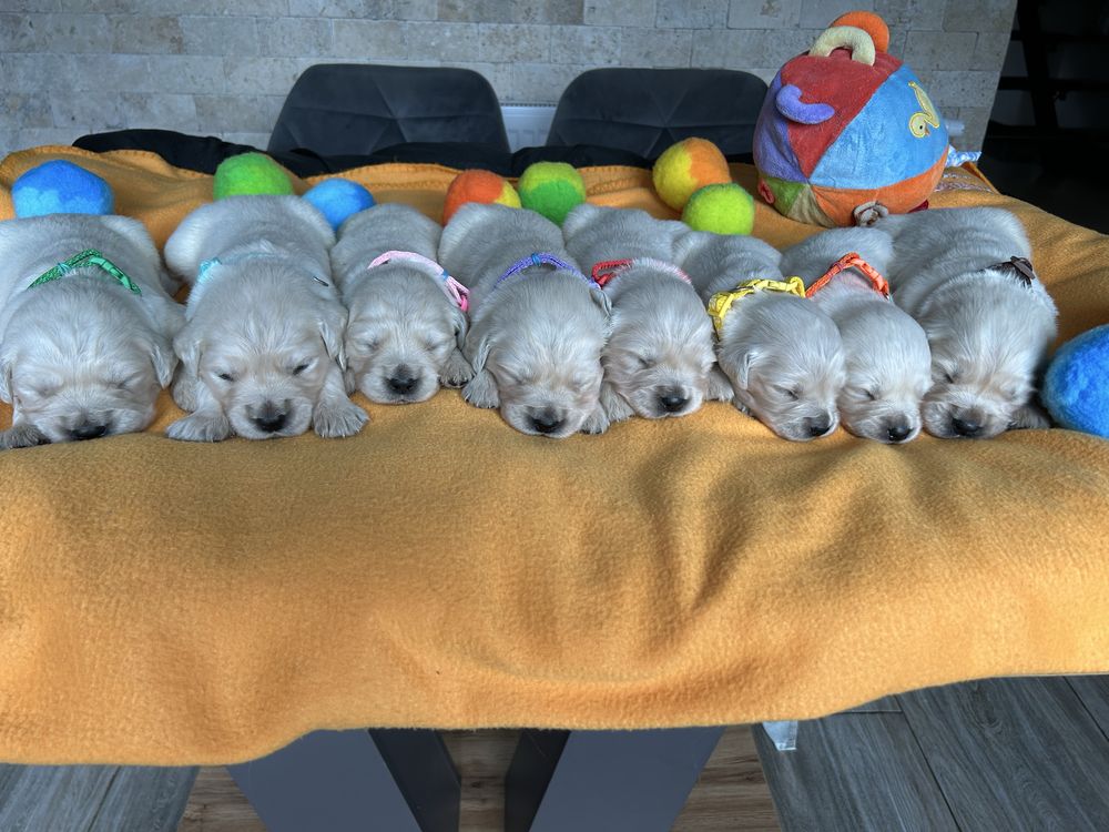 Chłopiec - Szczenię Golden Retriever