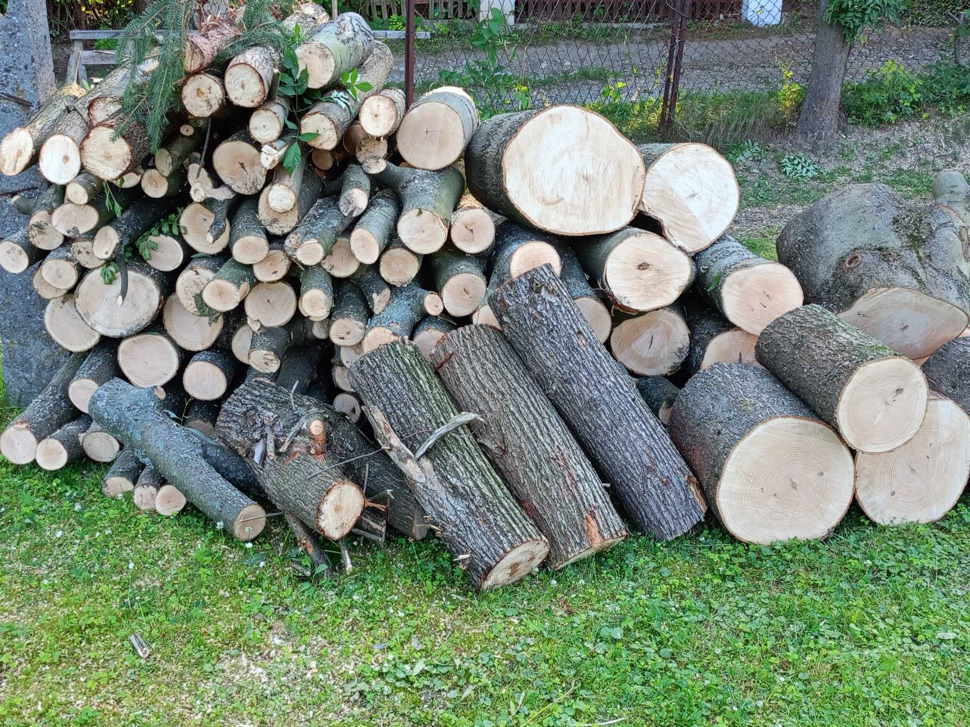 Sprzedam świeżo wycięte drzewo - jesion, modrzew, wierzba, topola