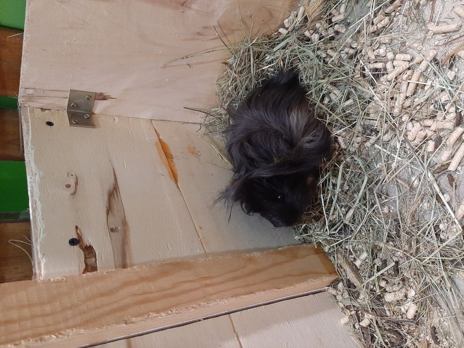 Kawia Domowa, świnka Morska. Sklep ZOOlogiczny PLUTO Radom