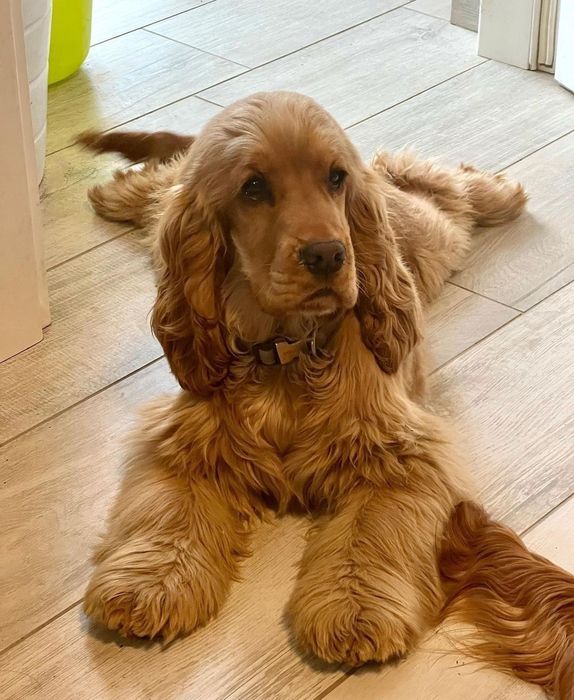 Продаються , готуються до продажу цуценята англійських спаніелів