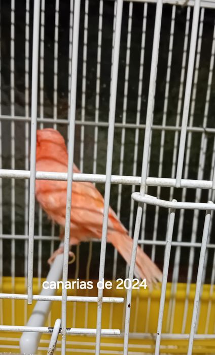 Canarias vermelhas 24