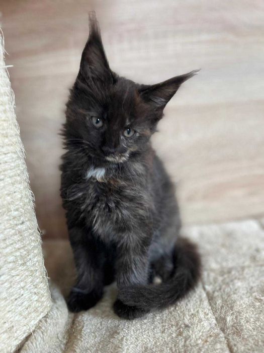 Kotka Maine coon f 09 linia shaded