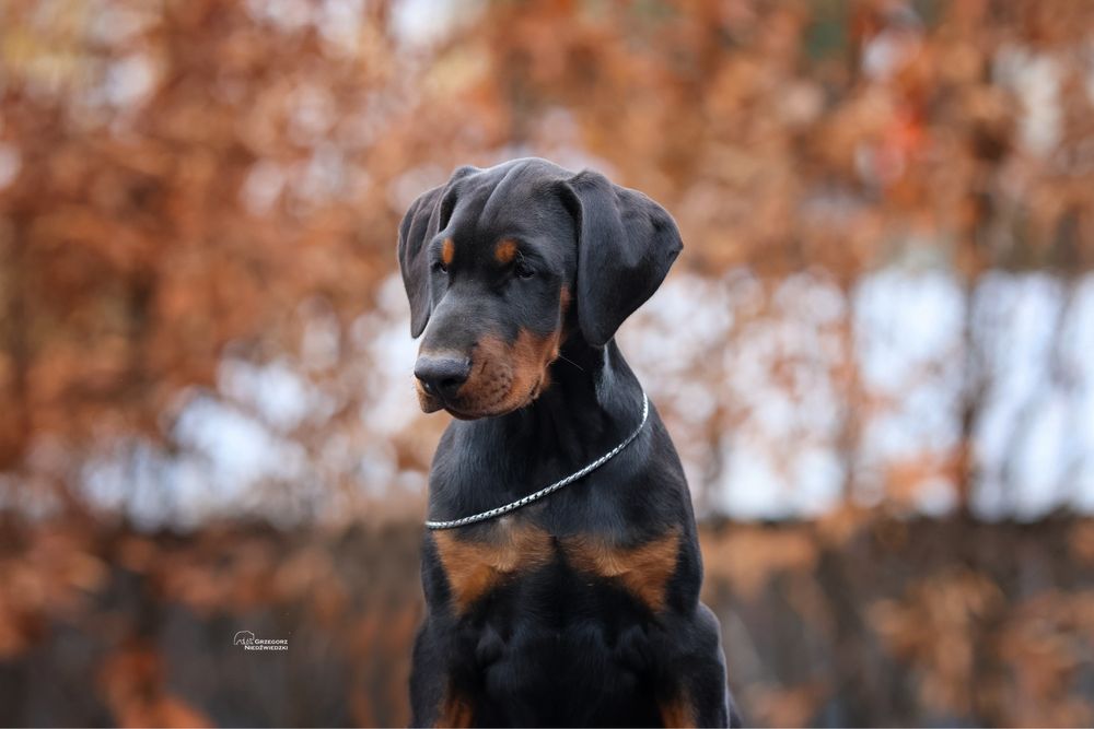 Doberman FCI piesek