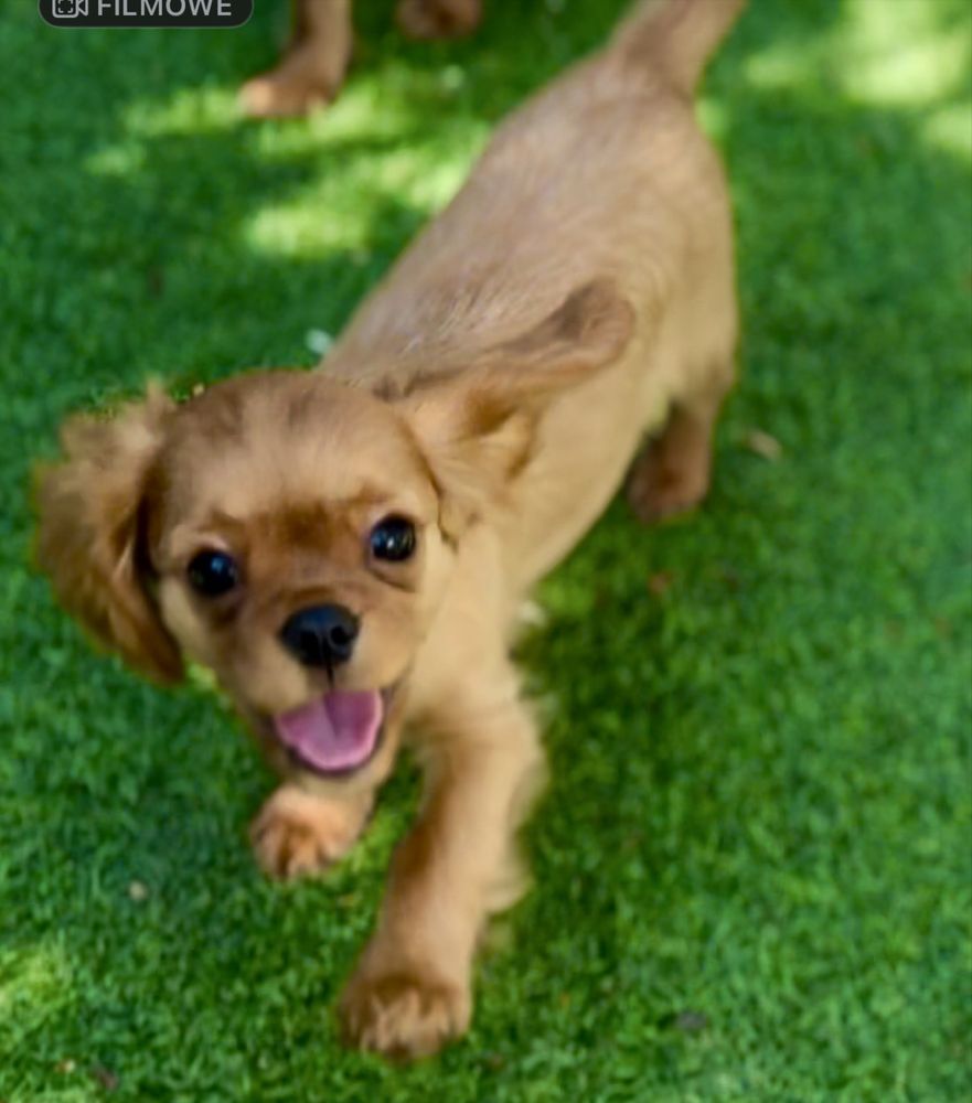 Cavalier King Charles Spaniel- Szczenię rodow.ZKwP(FCI)-do ODBIORU