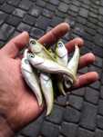 Woblery Cykada SCAR 5,5cm, 7cm, 8cm i 9cm LUKI LURES Kotwice BKK