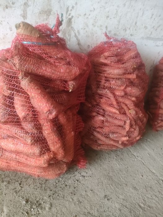 Marchew, buraki odpadowa młoda dowóz