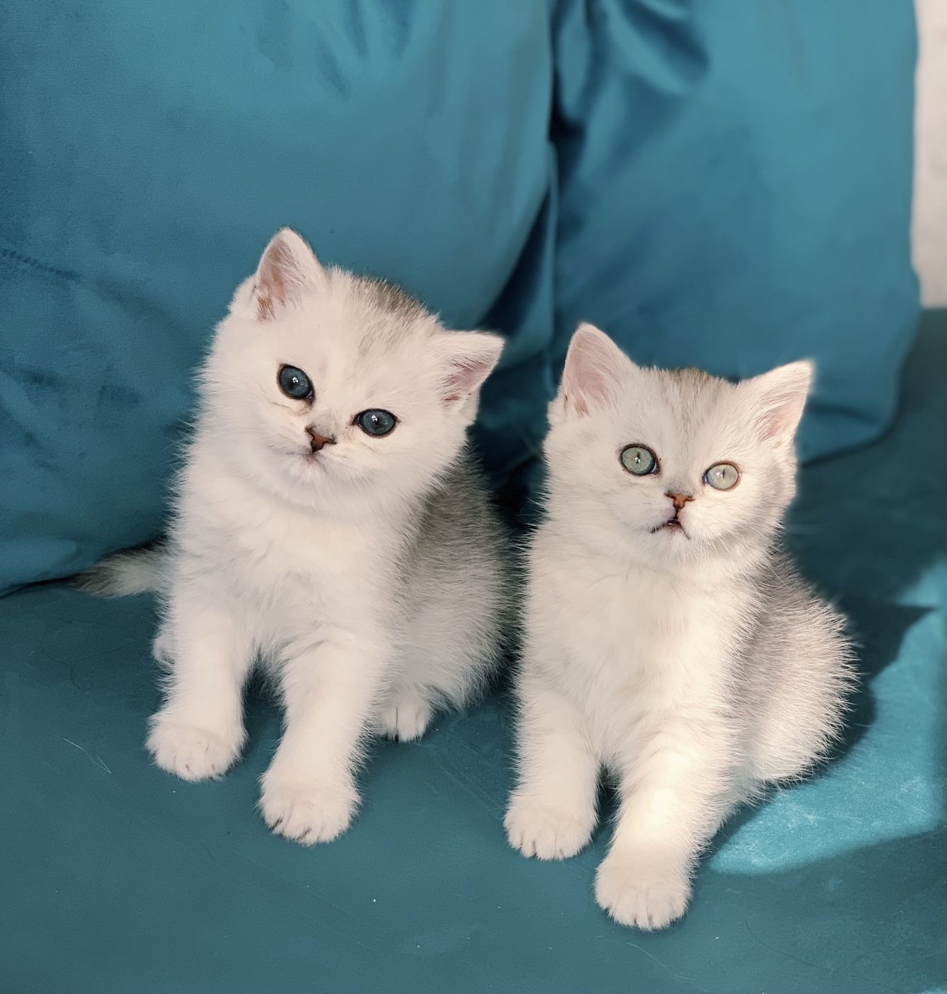 Продаж сріблястих шиншильних кошенят