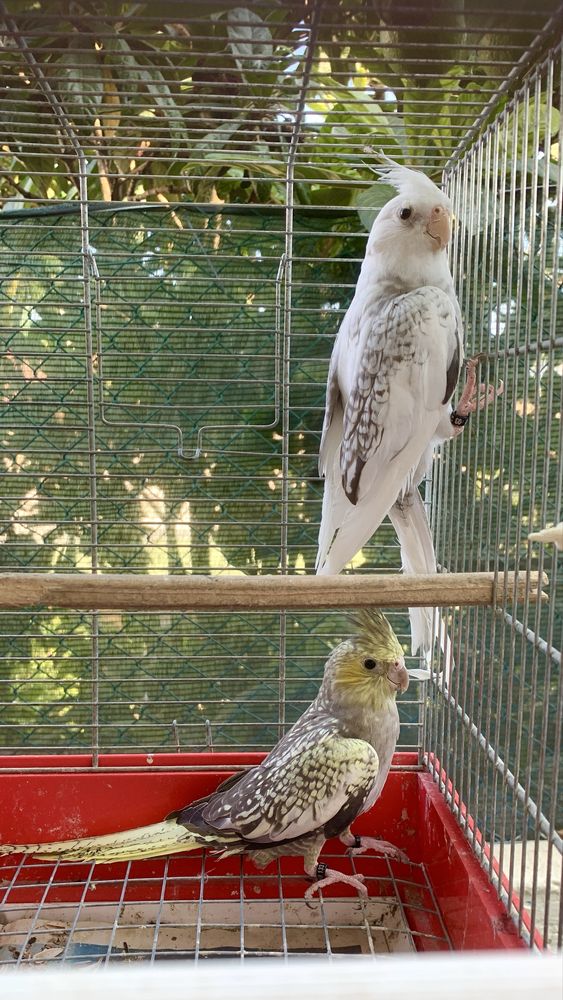 Disponiveis casais caturras , resicollis longfeather e piriquitos ingl
