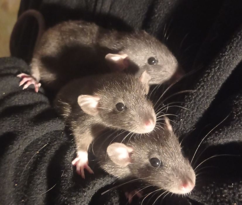 Декоративні щурі