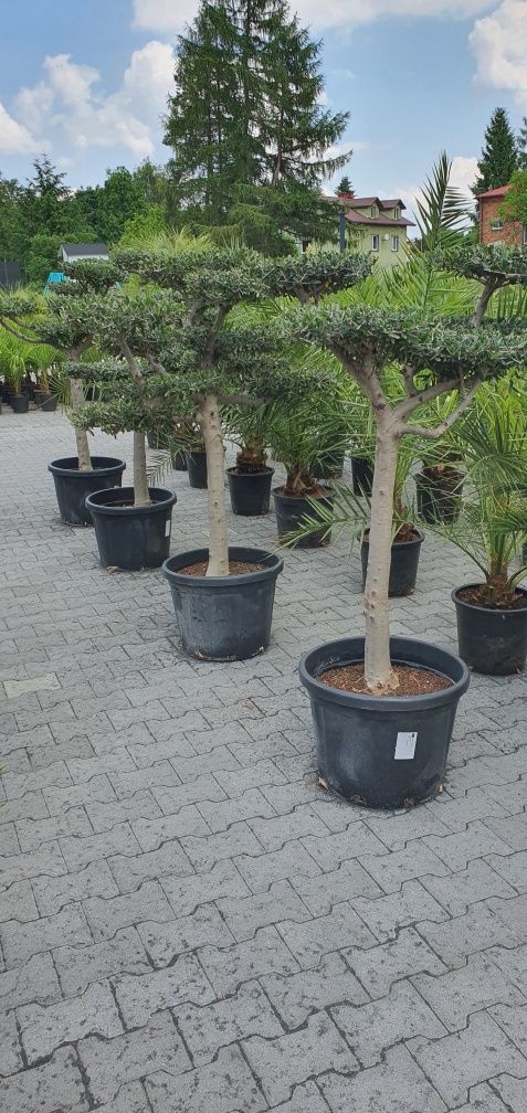 Olea Europaea Bonsai platos formowane egzotyka