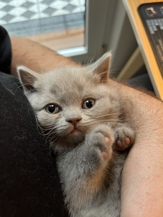 Kot brytyjski liliowy