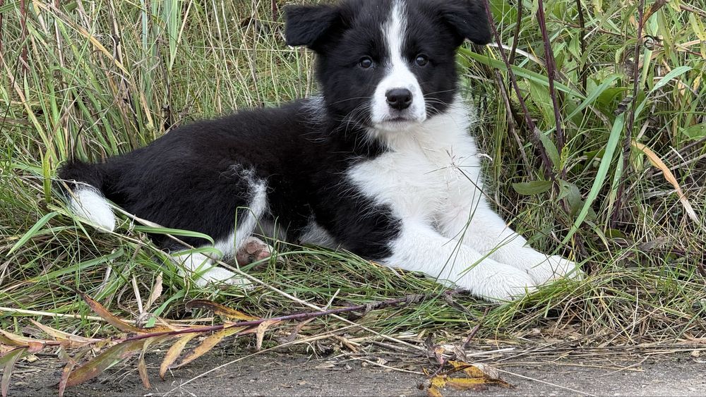 Szczeniak Owczarek Border Collie suczka rasowa dziewięc tygodni