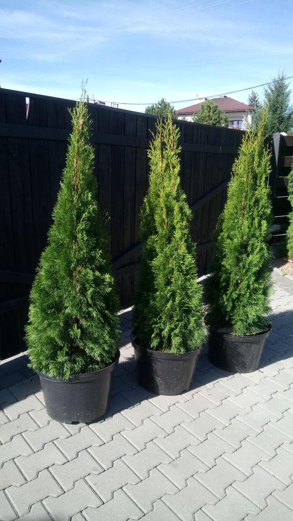 Tuja szmaragd 120-130cm
