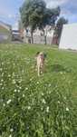 Galgo whippet macho