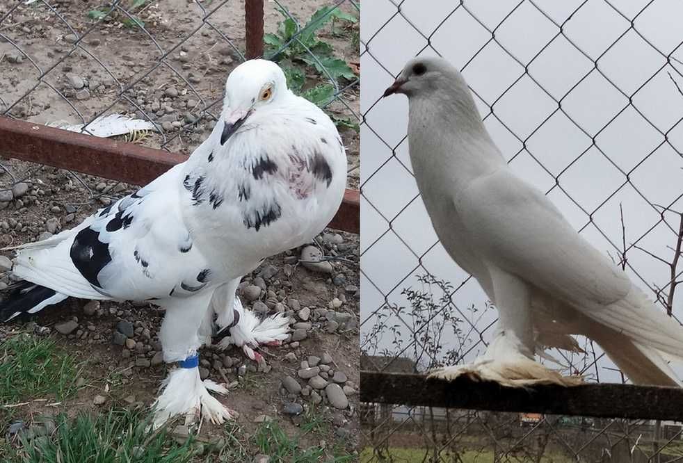 Голуби на продаж, дутиші