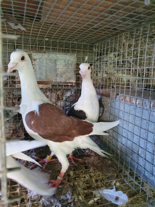 Rzeszowskie i inne sprzedam