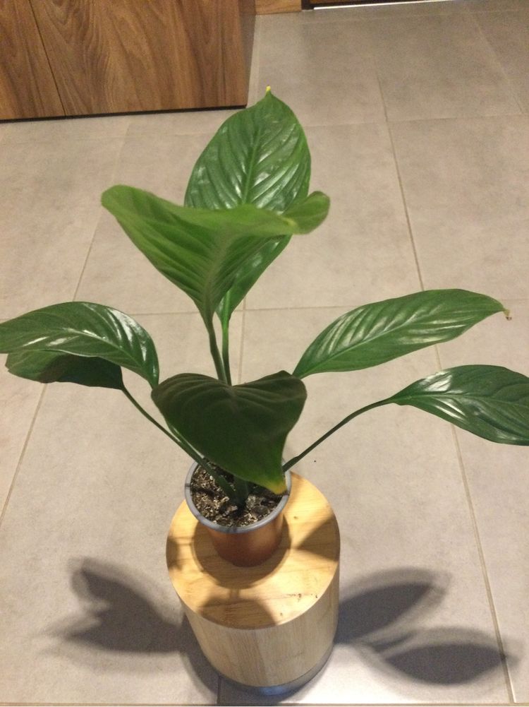 Kwiat skrzydłokwiat Spathiphyllum