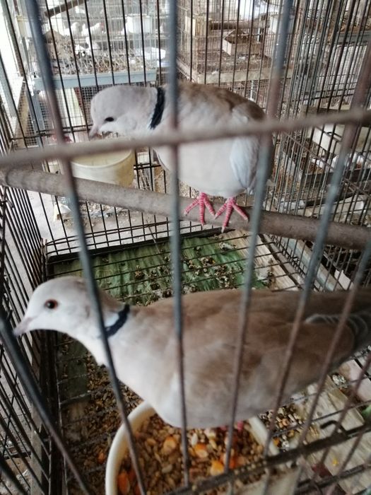 Pombas Viuvinhas, Leque, Rola Mansa