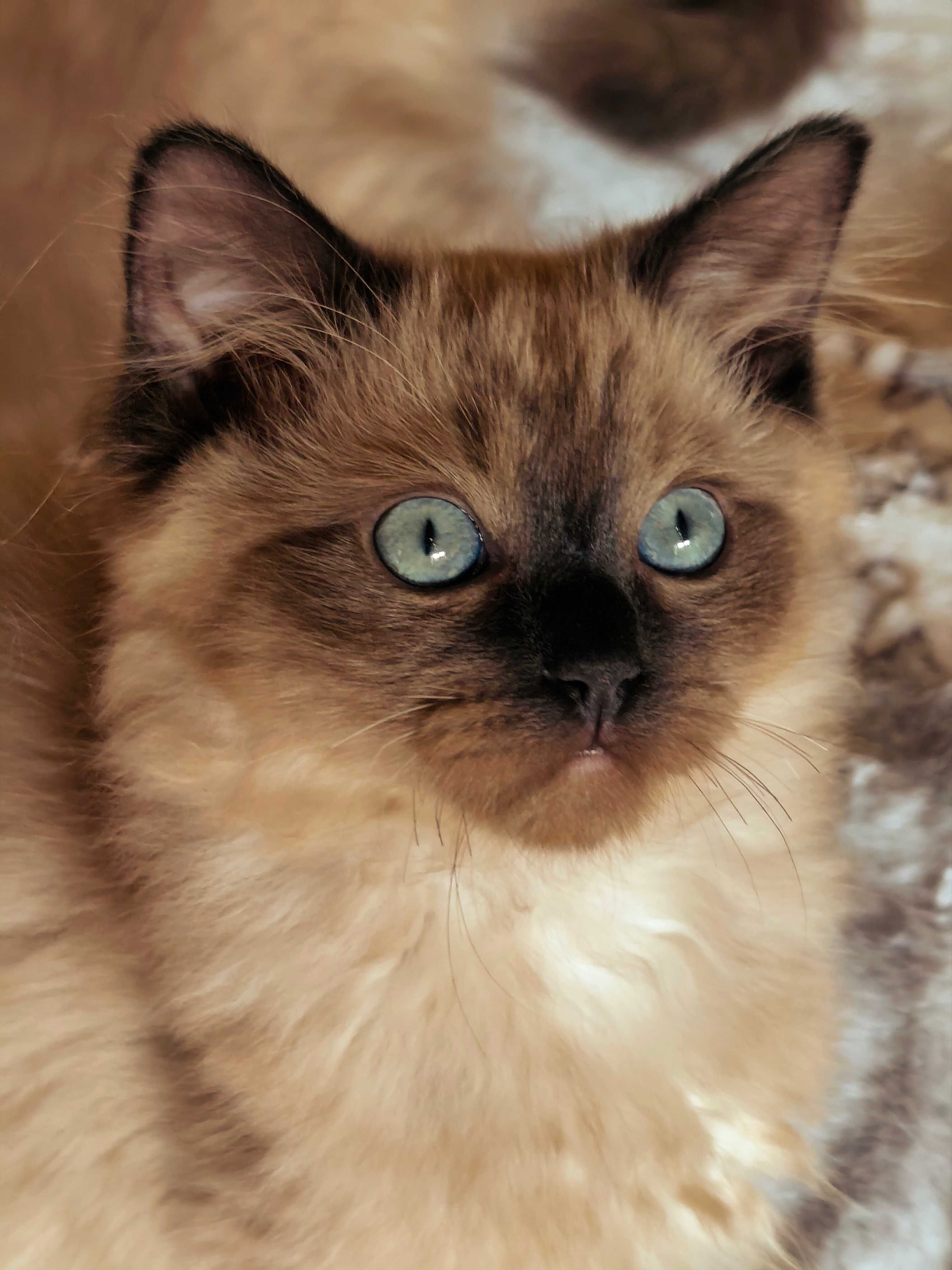 Ragdoll Cherubim Mink Czekoladowy kocurek rodowód TICA