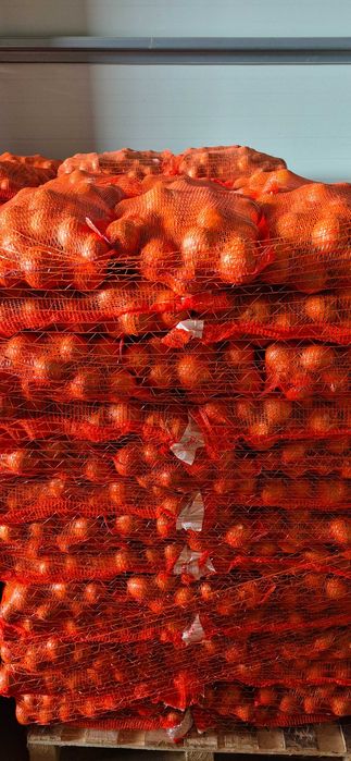 CEBULA żółta, czerwona