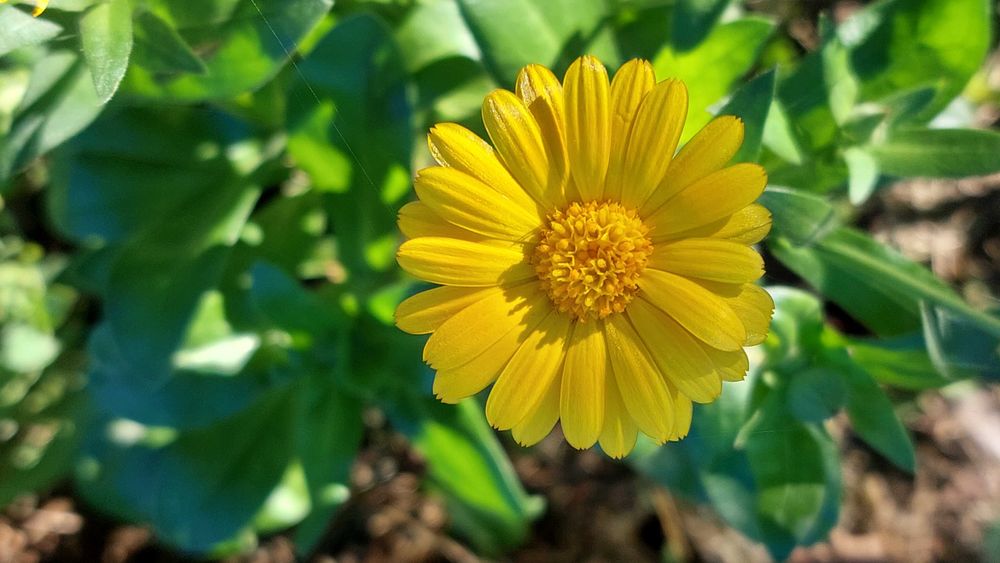 Календула нагідки квіти рослини