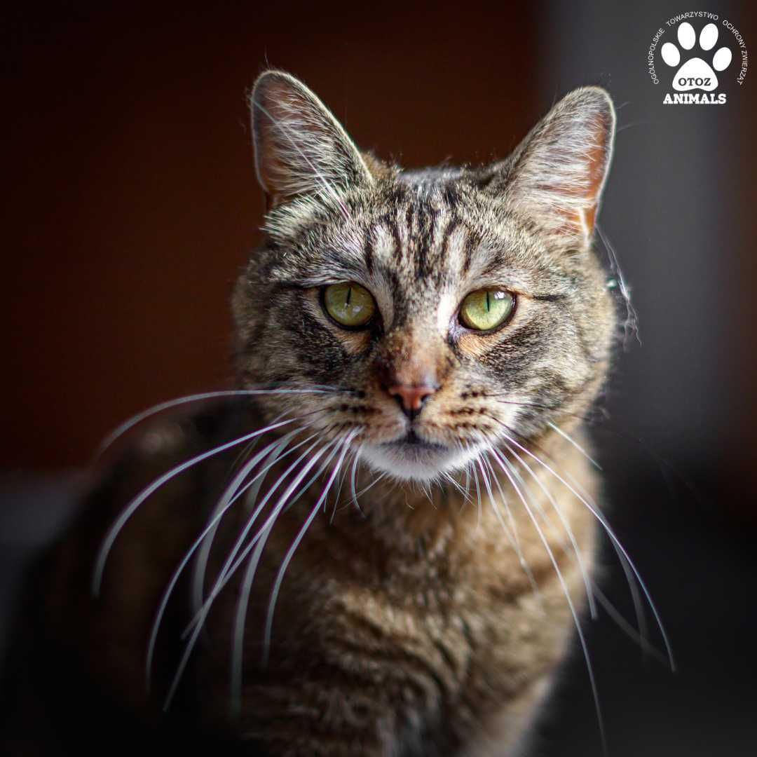Kocurek Bonifacy do adopcji!