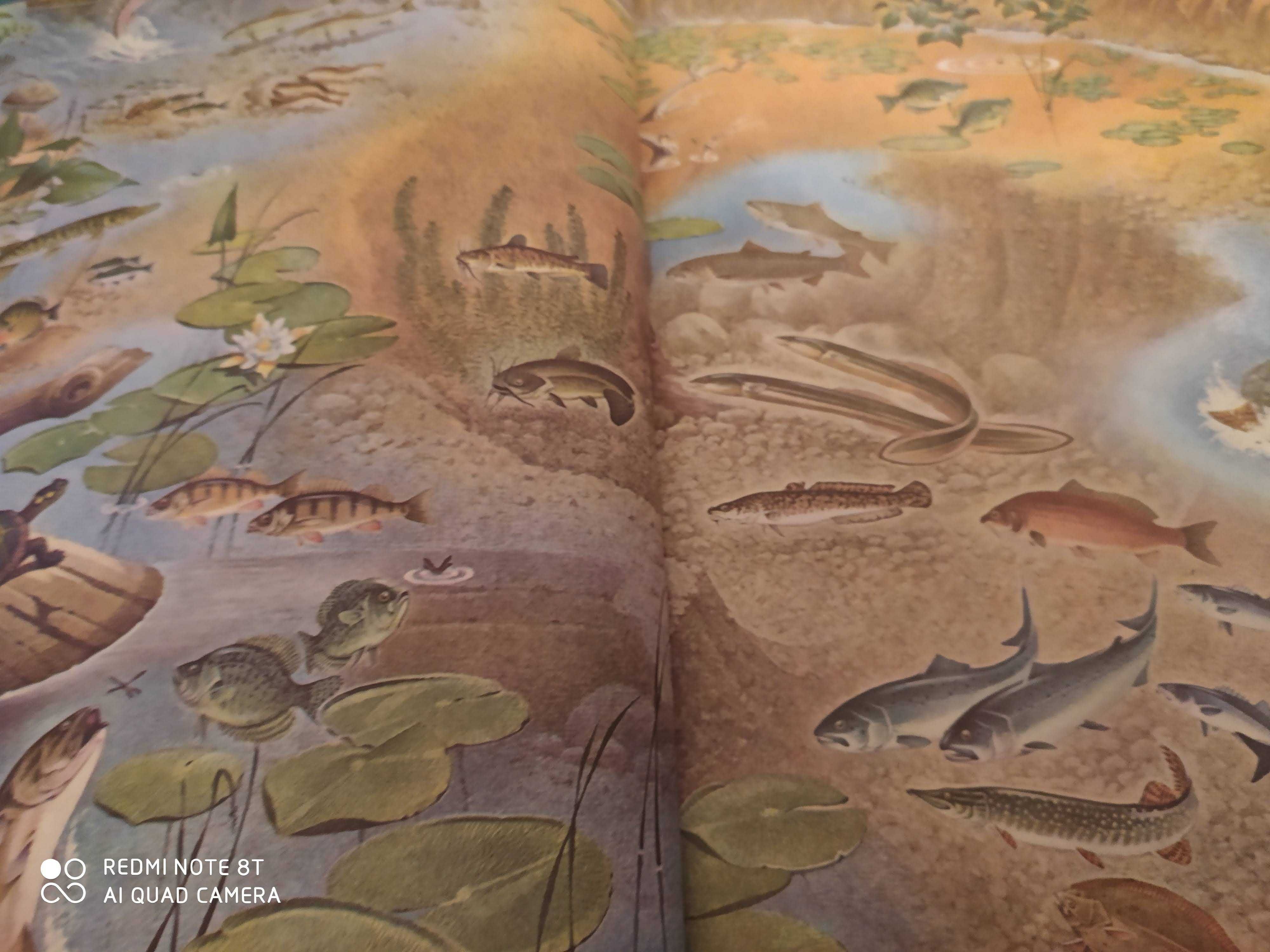 Дмитриев Млекопитающие, Насекомые Оммани Рыбы Острова в заливах