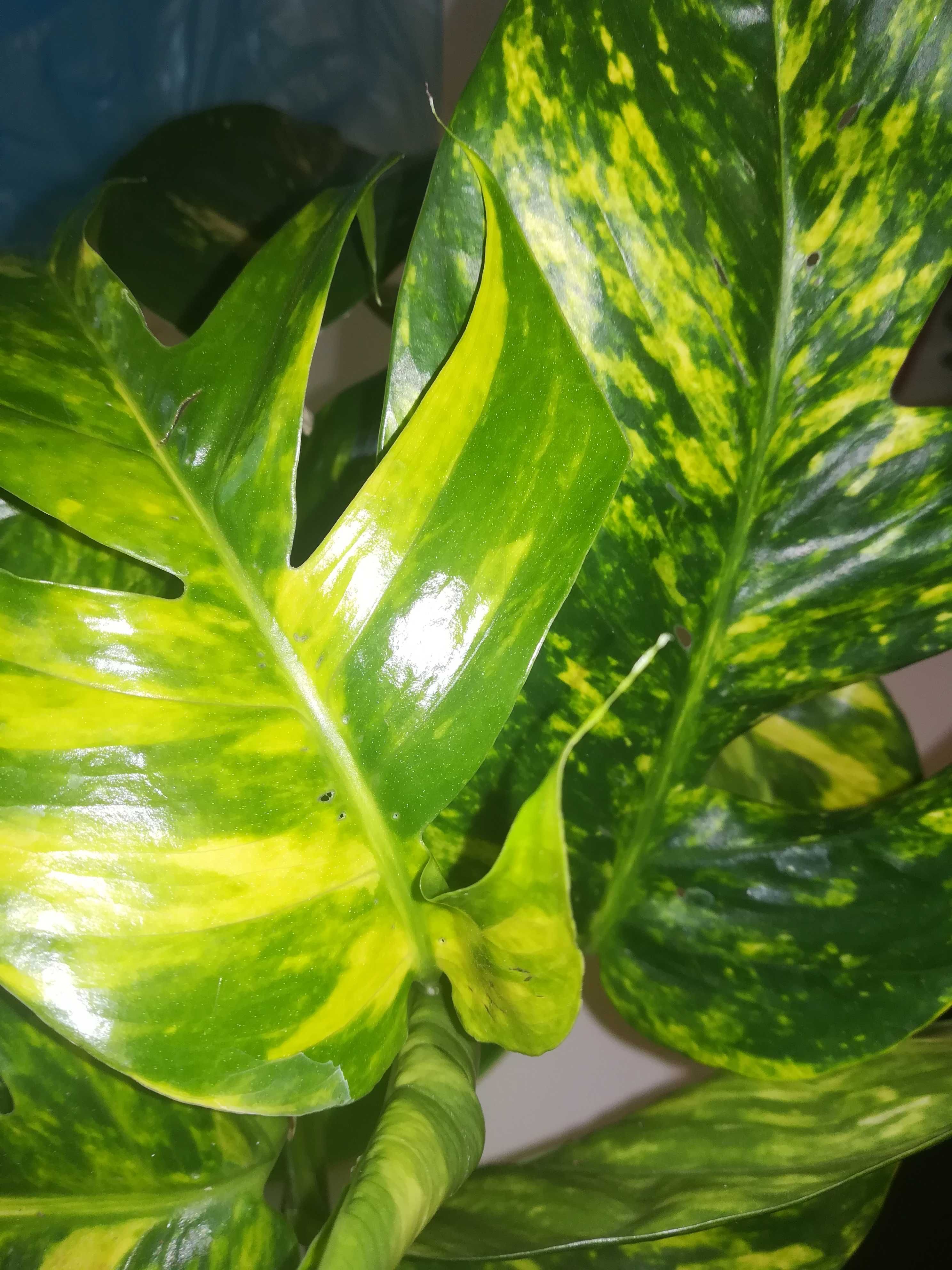 Эпипремнум . Epipremnum pinnatum Yellow  Flame . Голдфингер.
