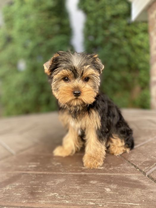 Дівчатка йорки