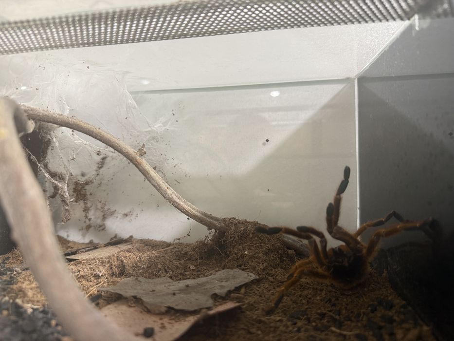 Pterinochilus murinus usambara