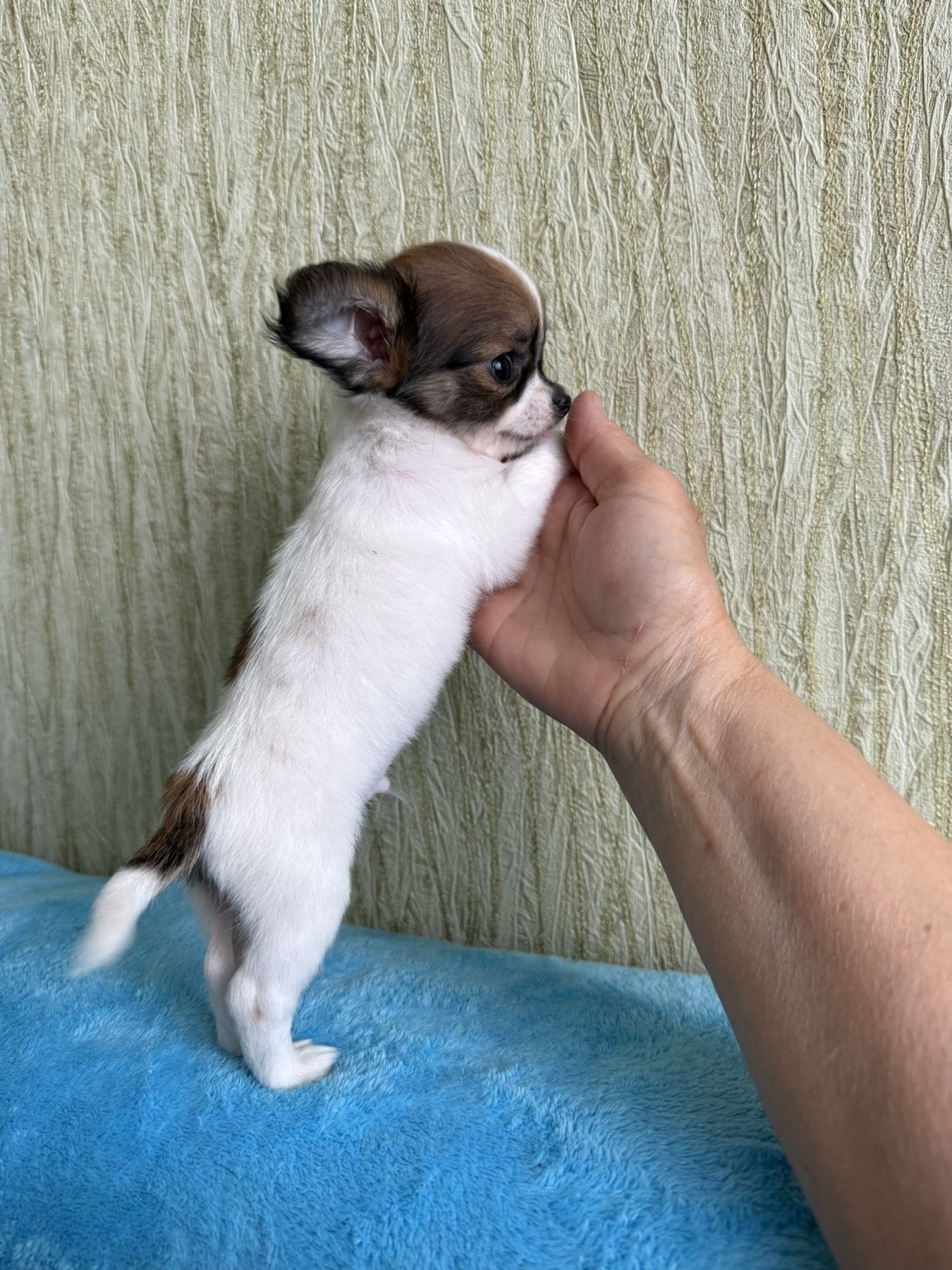 Супер міні чихуахуа
