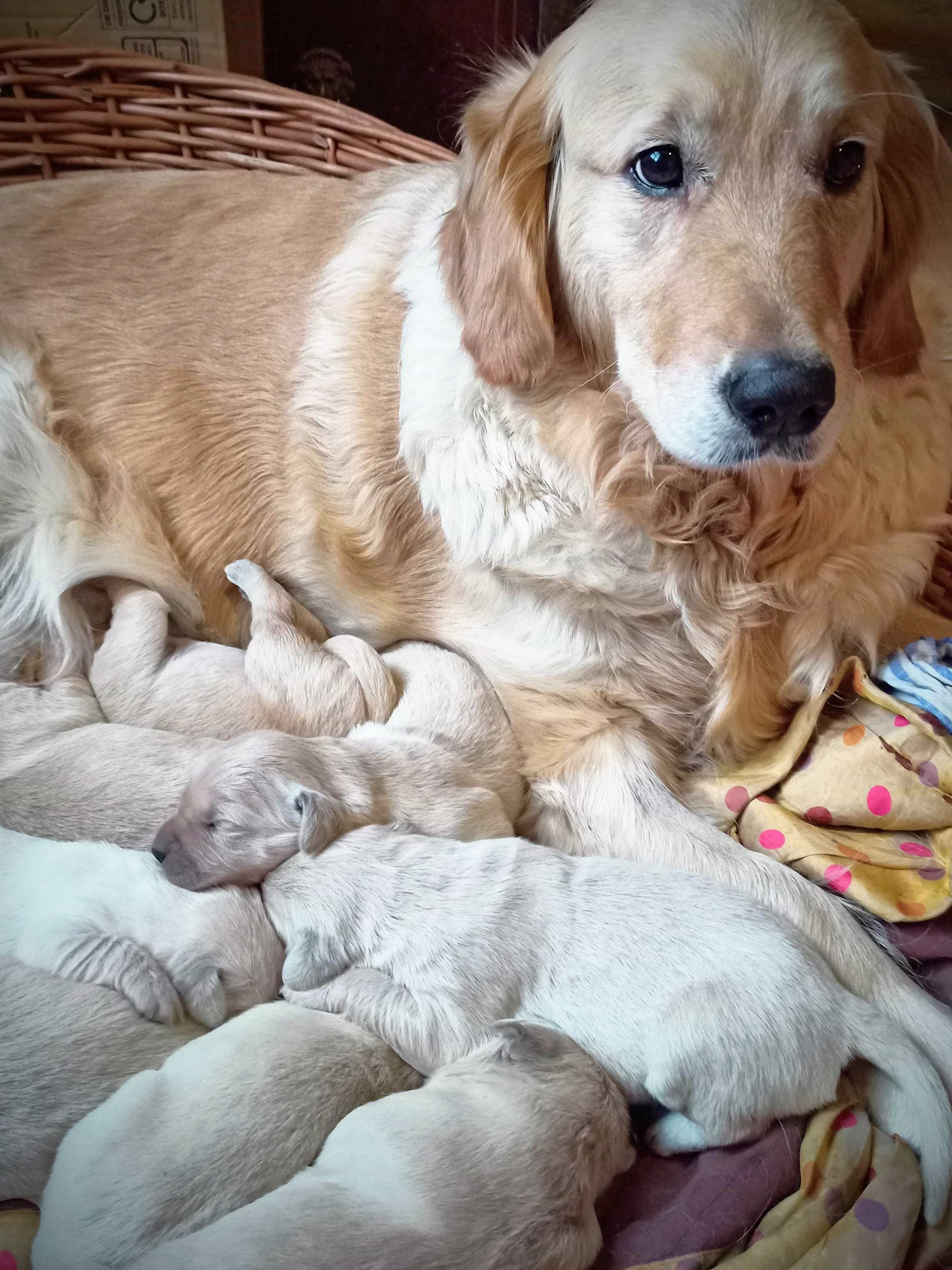 Golden retriever ZKwP- FCI piesek