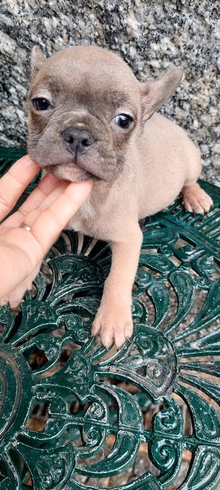 Buldogue francês macho pais ha vista