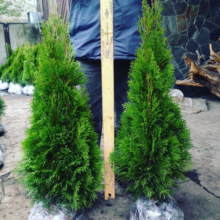 Туя смарагд-різні розміри-відправка