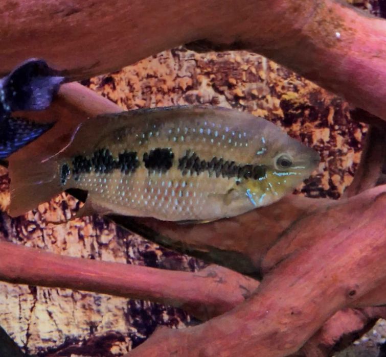 Pielęgnica diamentowa (Salvini) 8-10 cm - sprzedam