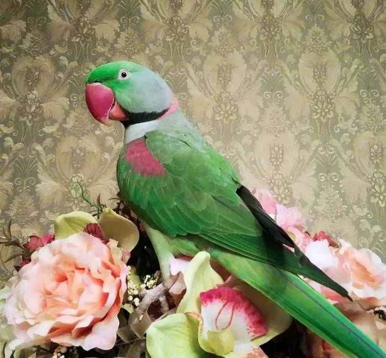 Александрийский попугай, зеленый
