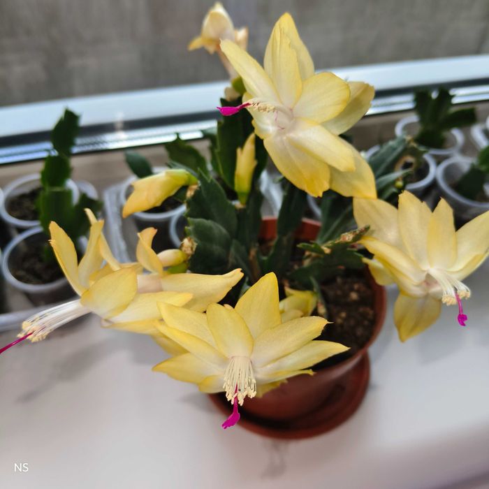 ЖОВТА шлюмбергера вкорінені живці різдвяник декабрист