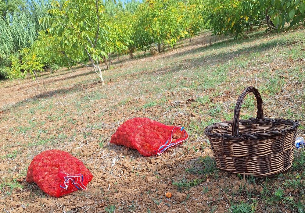Vendo nozes apanhadas agora em Outubro,muito boas sacas de 5 e 10 kilo