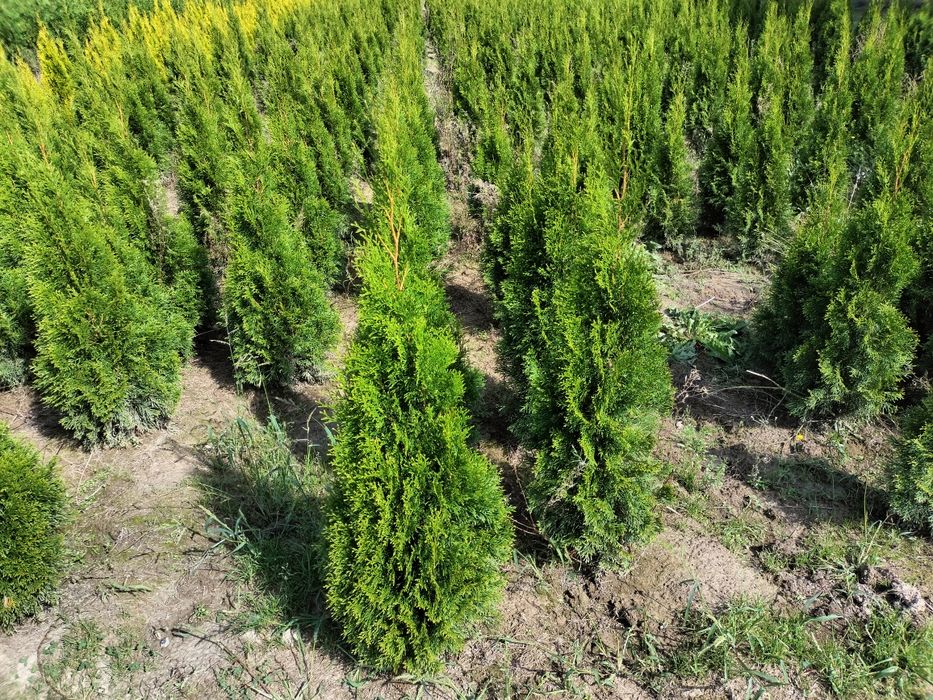 Tuja Thuja Szmaragd 160 cm