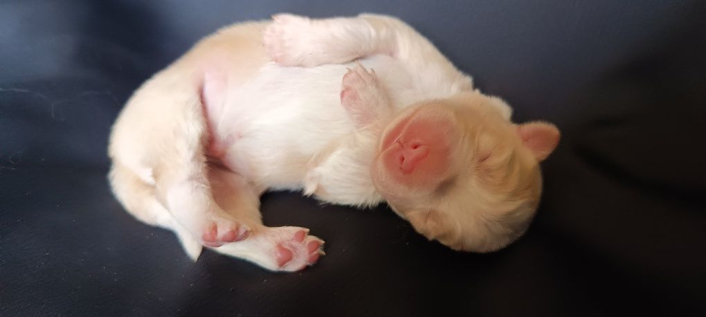 Border collie dziewczynka FCI zkwp ee red