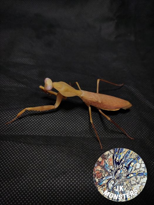 Modliszka Rhombodera kirbyi +gratisy