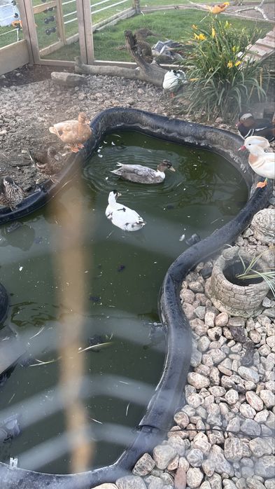 Kaczki   Callduck para