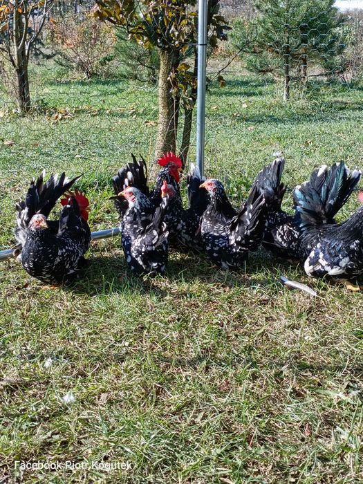 Chabo 2025 pary rożne ubarwienia