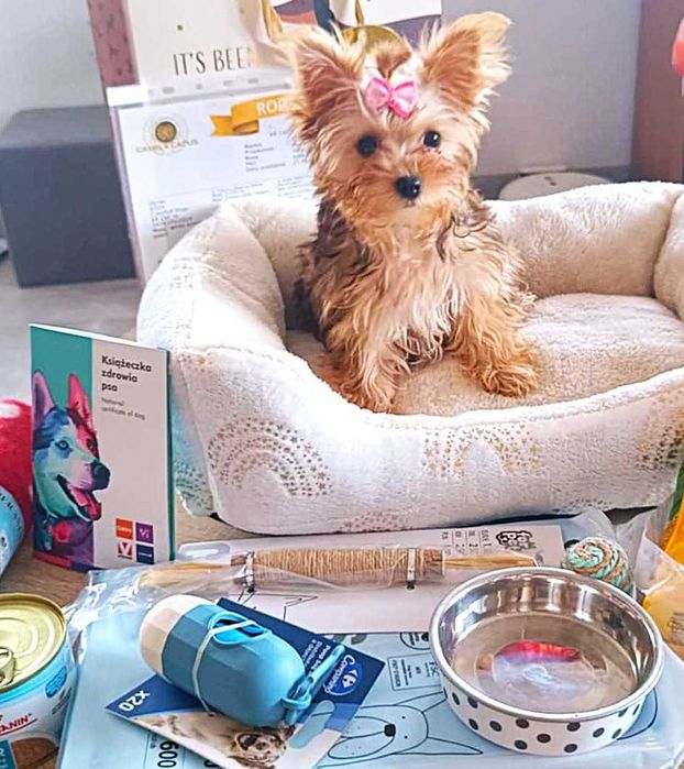 Yorkshire terrier