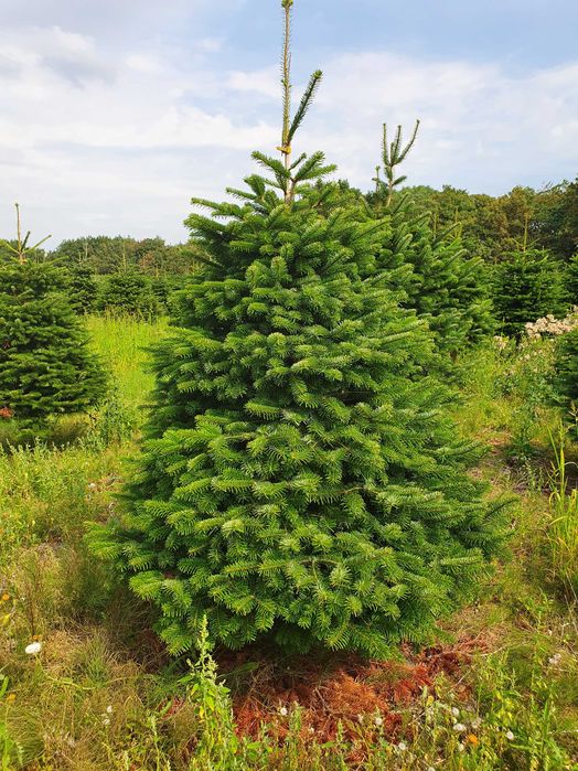 Jodła Kaukaska z plantacji cięta lub w donicy - tuchoinki.pl PLANTACJE